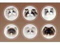 New Face Ragdoll Cat thumbnail 2