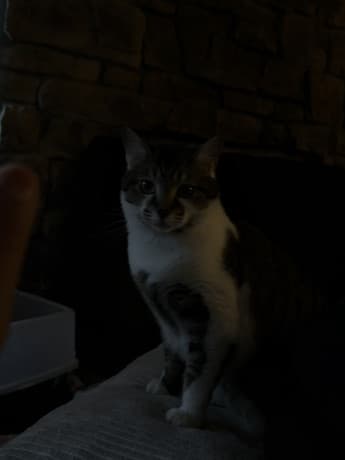 Brownwhite tobby cat thumbnail 2