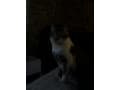 Brownwhite tobby cat thumbnail 3