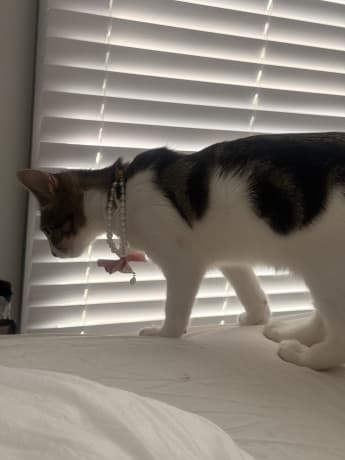 Cookie thumbnail 2