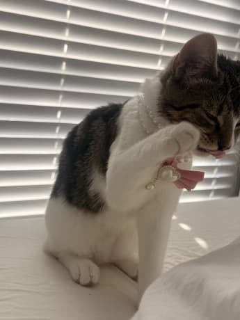 Cookie thumbnail 3