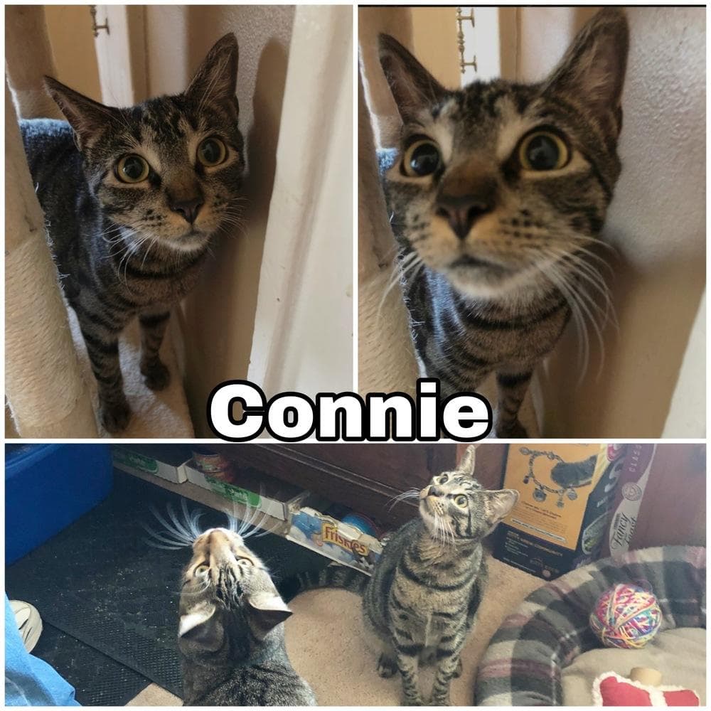 Connie Laurelton thumbnail 2
