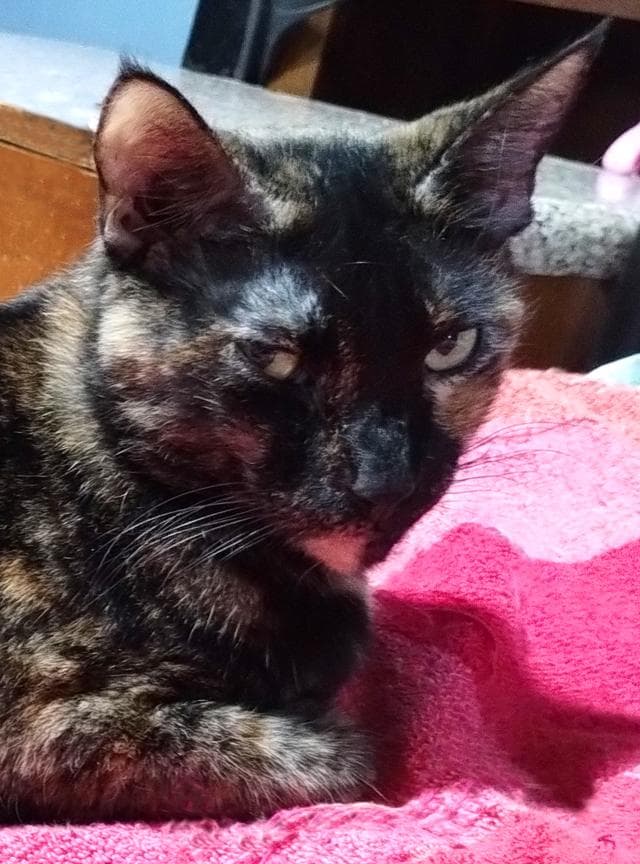 Pretty Mocha Torti Bobtail Cat thumbnail 2