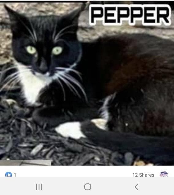 Pepper Westbury thumbnail 2