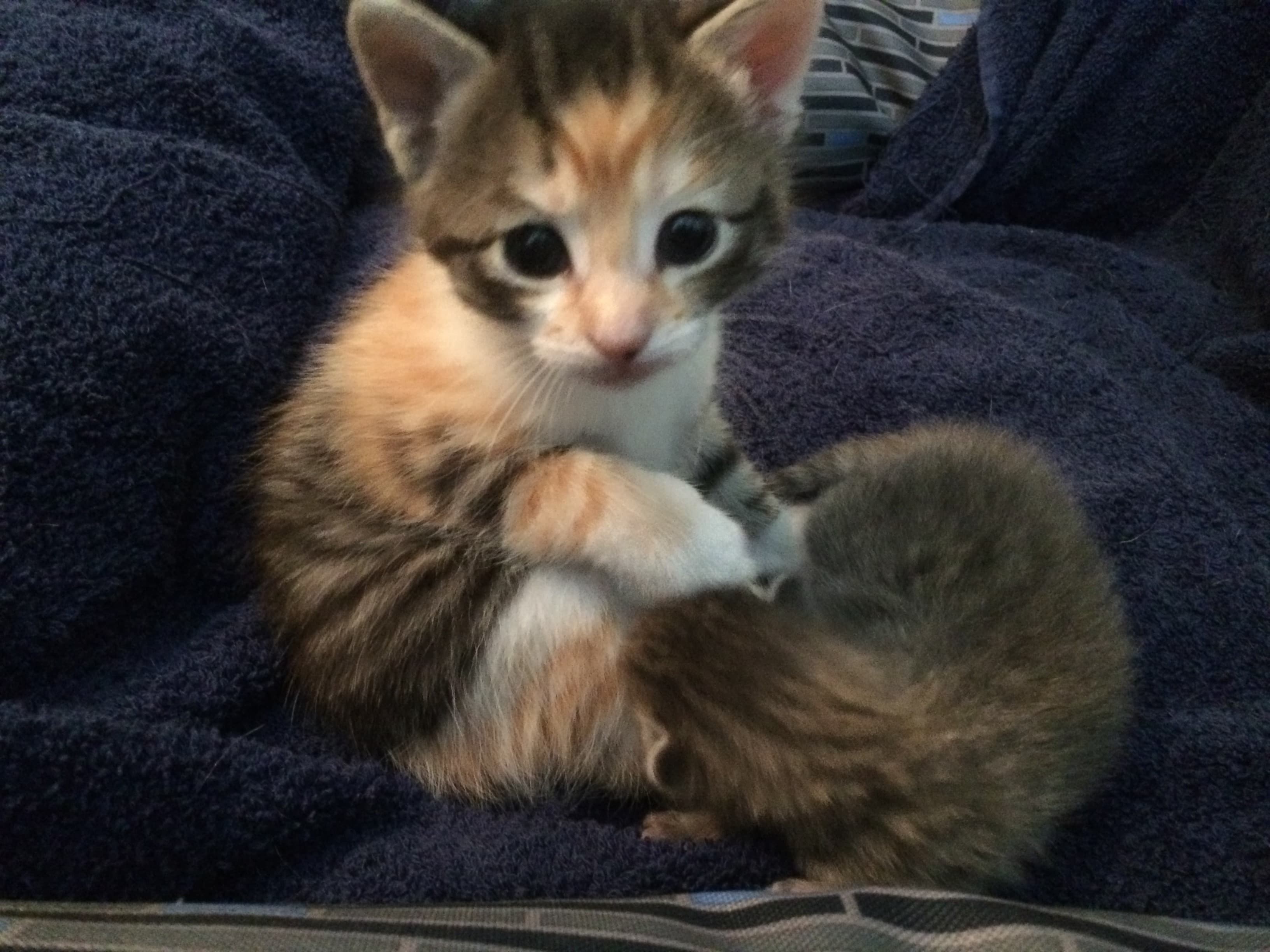 Minnie thumbnail 5