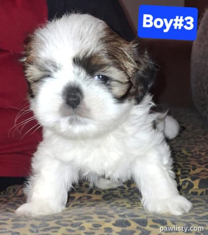 Shih tzu & Japanese Chin puppies thumbnail 2