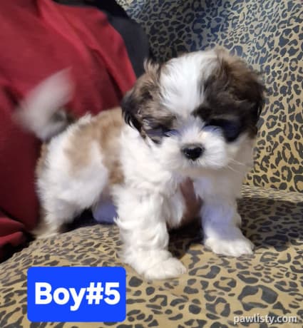 Shih tzu & Japanese Chin puppies thumbnail 3