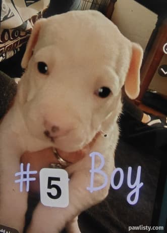 Pitbull puppy thumbnail 2