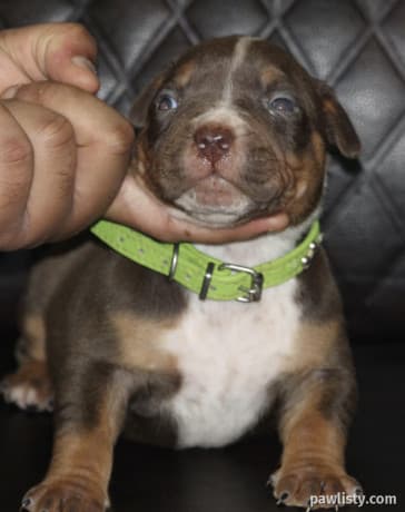 Xl Bully thumbnail 3