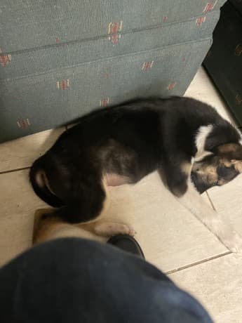 Pitbull husky mixed thumbnail 2
