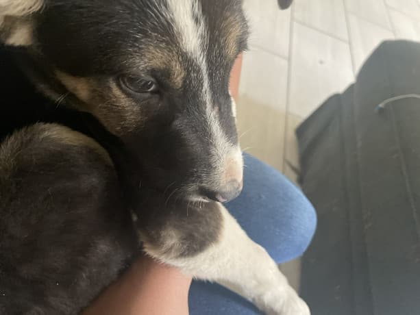 Pitbull husky mixed thumbnail 3