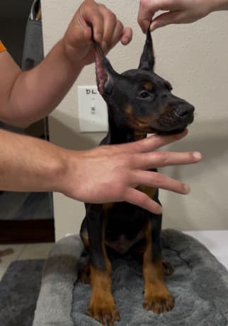 European Doberman Puppies thumbnail 2
