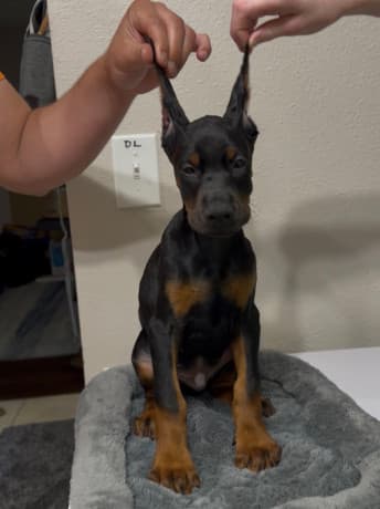 European Doberman Puppies thumbnail 3