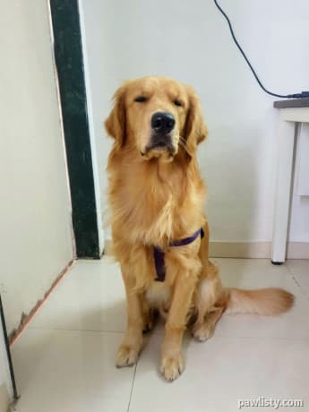 Golden Retriever friendly thumbnail 2
