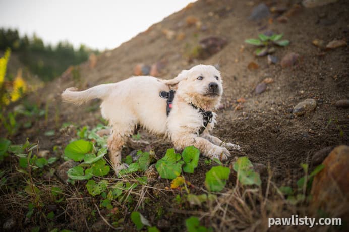 Golden Retriever friendly thumbnail 3