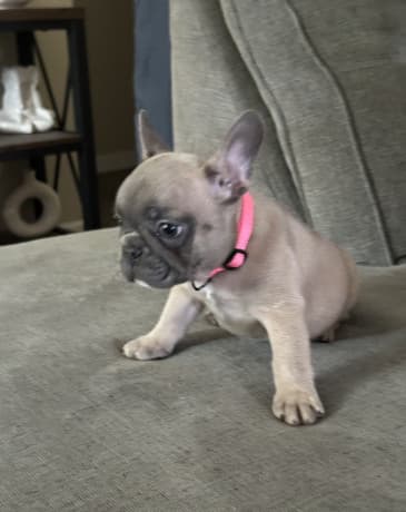 French bulldog puppies thumbnail 2