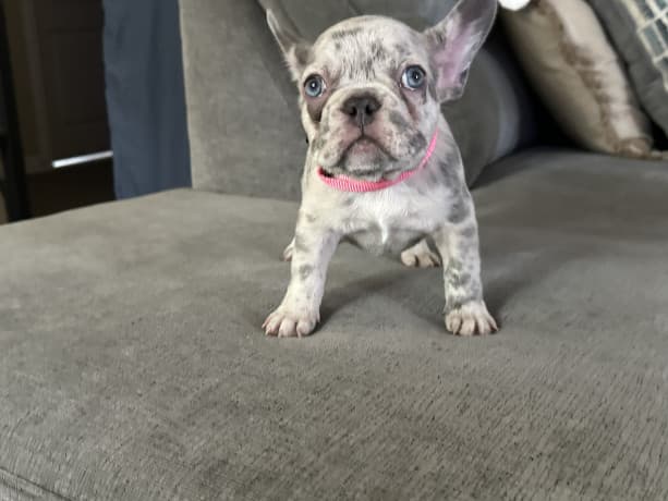 French bulldog puppies thumbnail 3