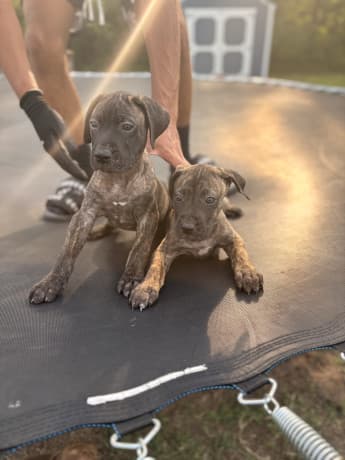 Presa Canario Pups thumbnail 2