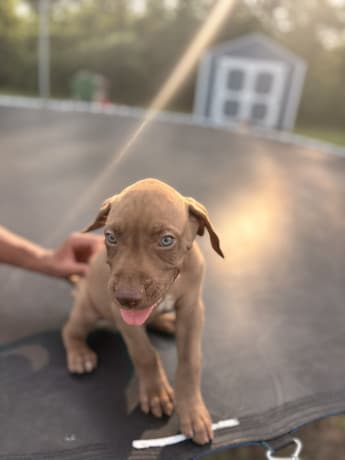 Presa Canario Pups thumbnail 3