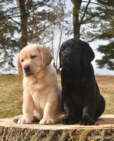Labrador Puppies Available thumbnail 2