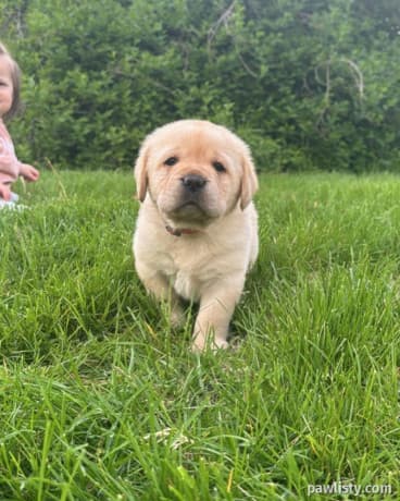 Labrador Puppies Available thumbnail 3