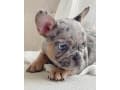 Merle french bulldog puppy thumbnail 2