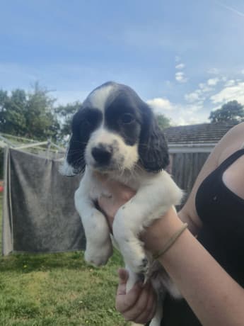 3 springer spaniel boys thumbnail 3