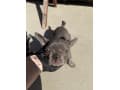 Frenchie thumbnail 2