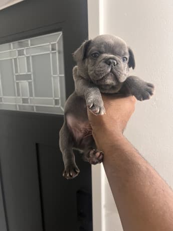 AKC French Bulldogs thumbnail 2