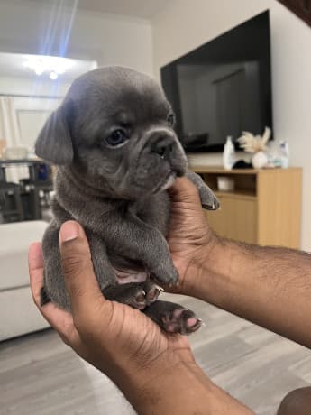 AKC French Bulldogs thumbnail 3