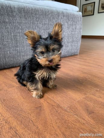 Yorkie puppy thumbnail 2