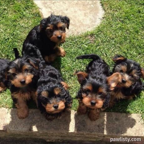 Yorkie puppy thumbnail 3