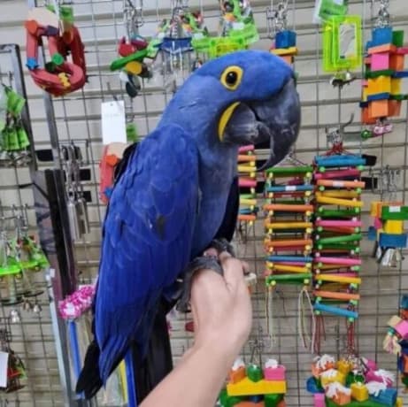 Parrots looking for new home