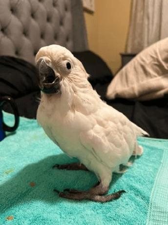 Parrots Available for new home