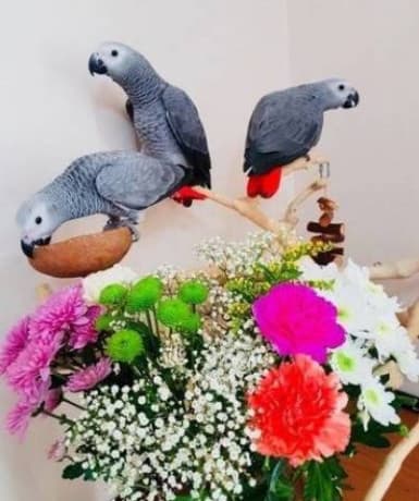 Parrots Ready for new home