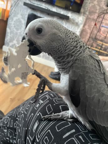 Hand Reared Parrots Need Home