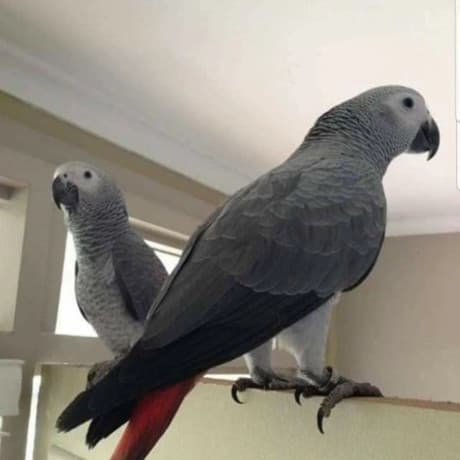 Bonded African Grey Parrots