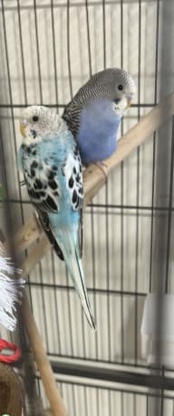 Parakeets need a loving home