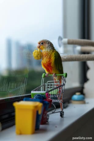 Gold Cap Conure
