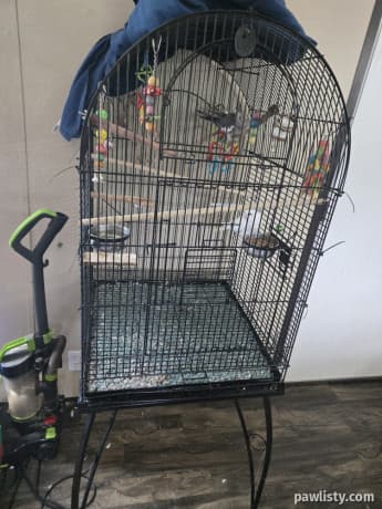 2 female cockateils