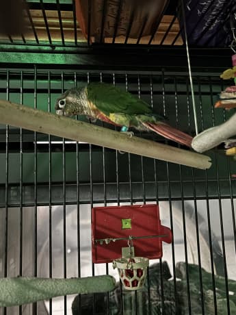 REHOME ASAP