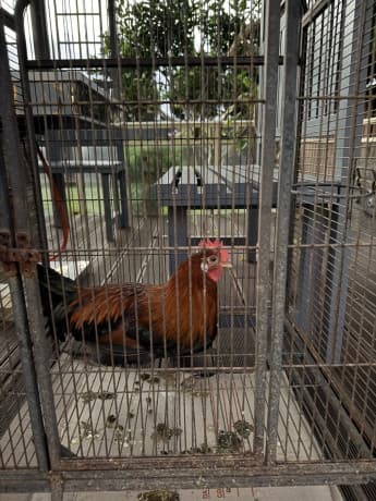 Rooster