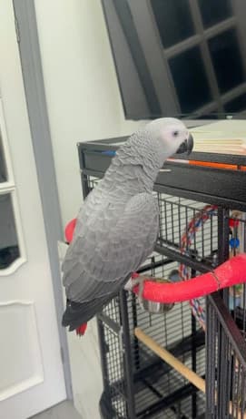 Adorable African Grey Parrot