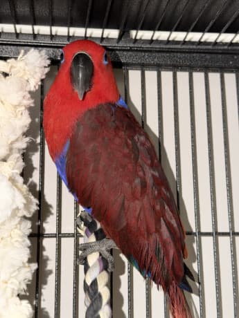 Baby Eclectus parrot