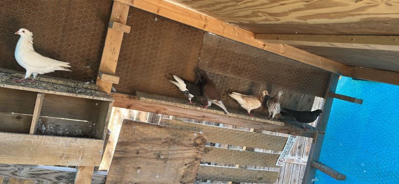 Pigeons