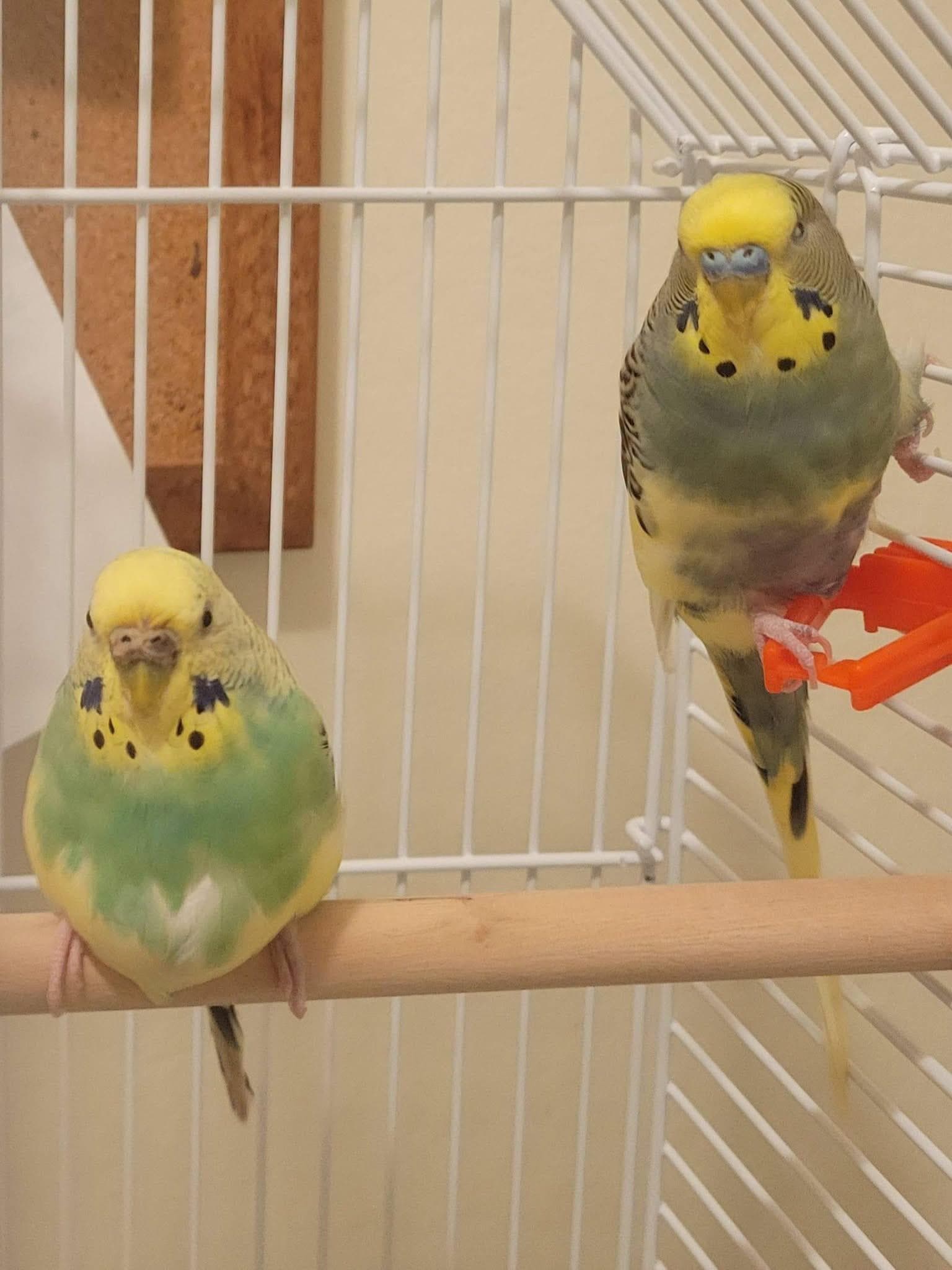 Budgie Holly and Conway Tweety