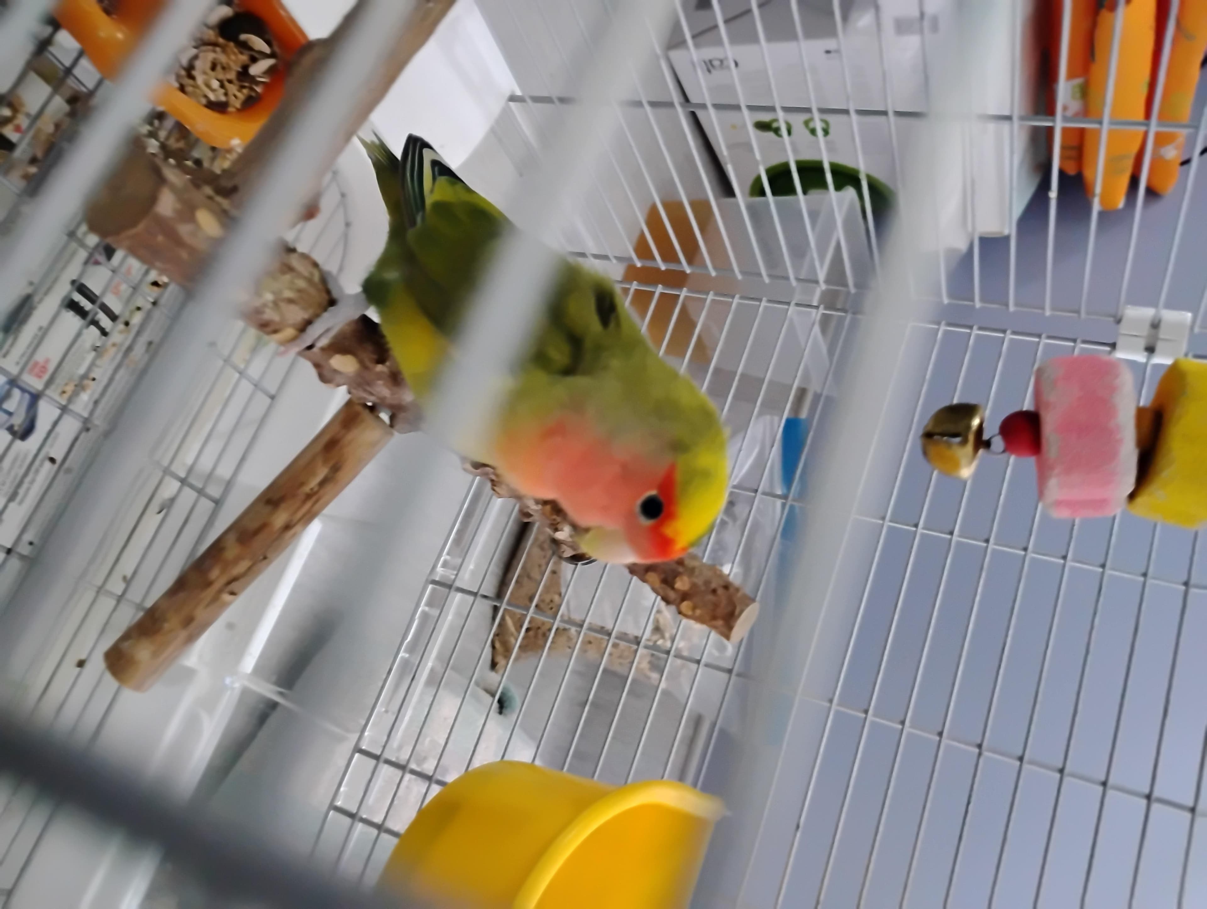Love Birds