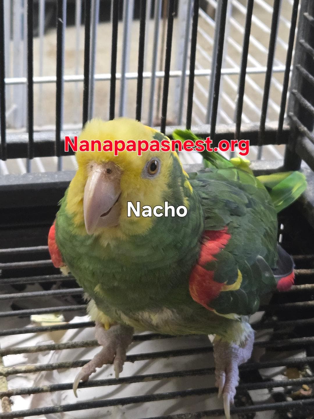 Nacho