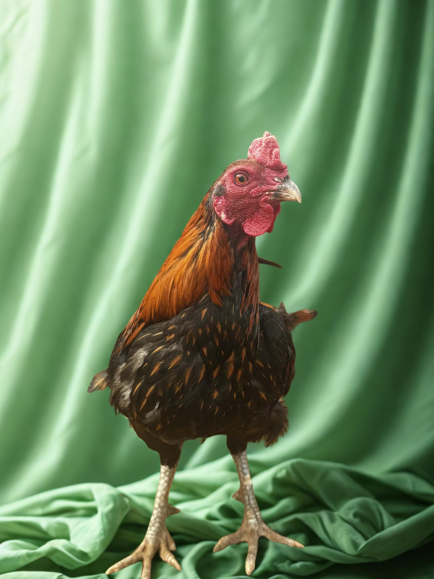 Gallito