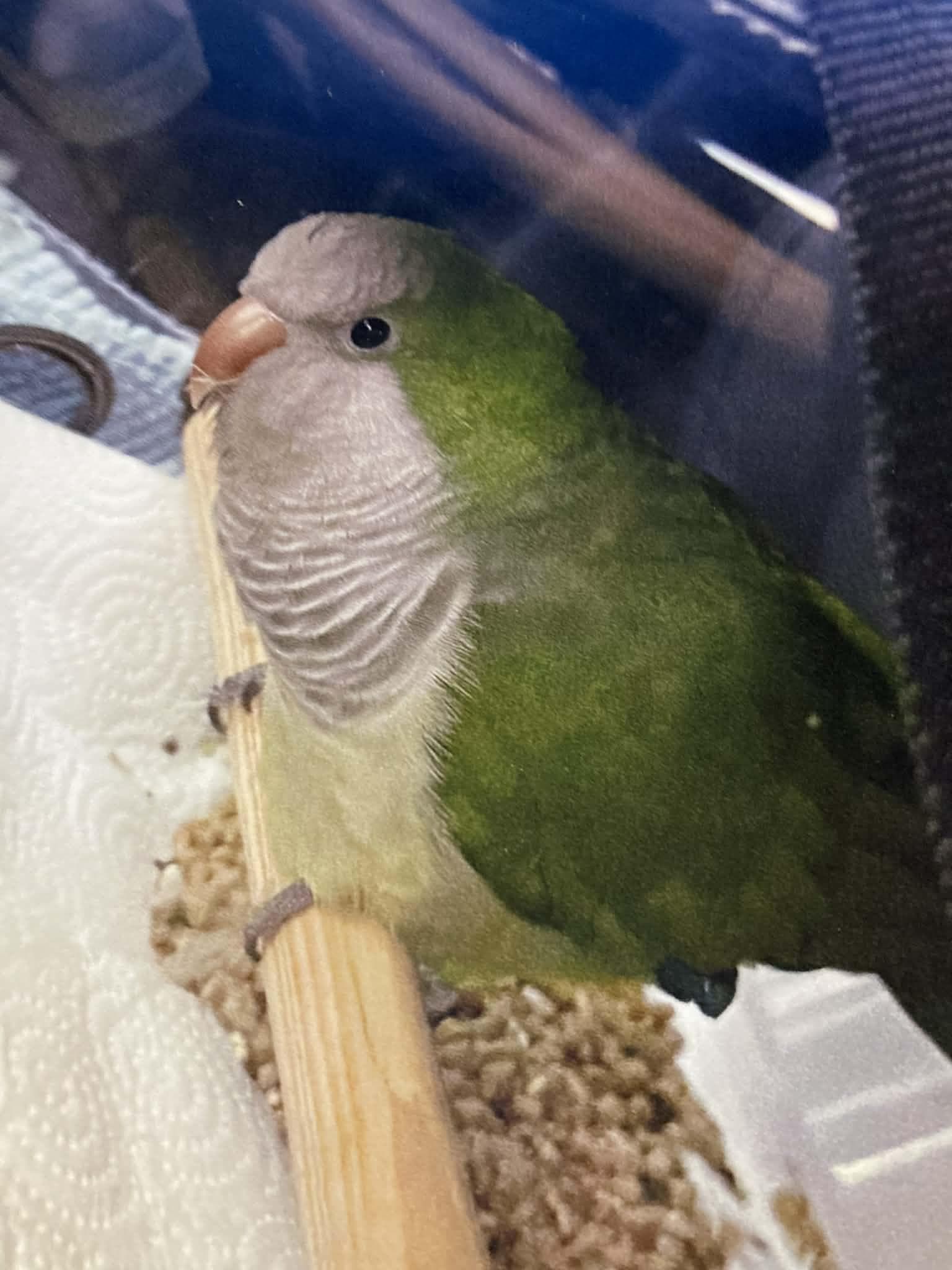 Paulie